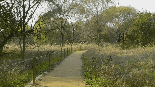 Quiet forest path surrounded by trees