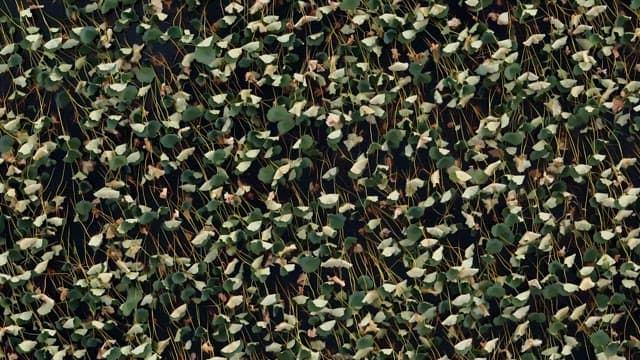 무성한 푸른 연잎