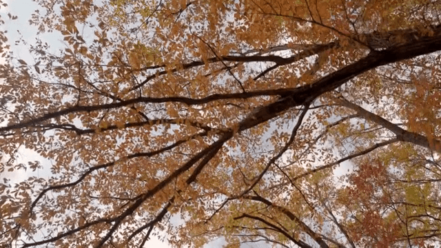 나뭇가지에 달린 가을 잎사귀