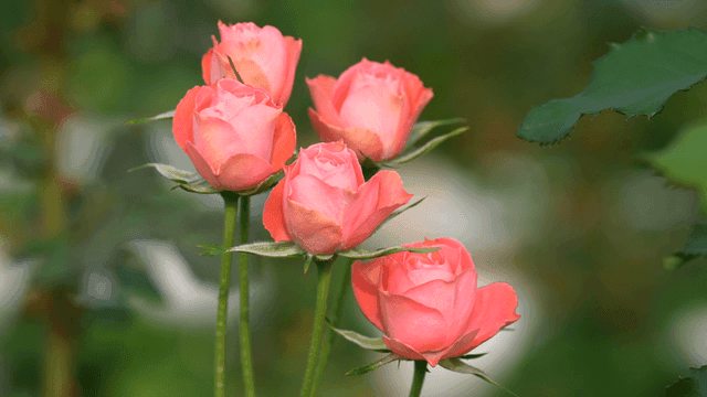 Pink roses blooming in a garden