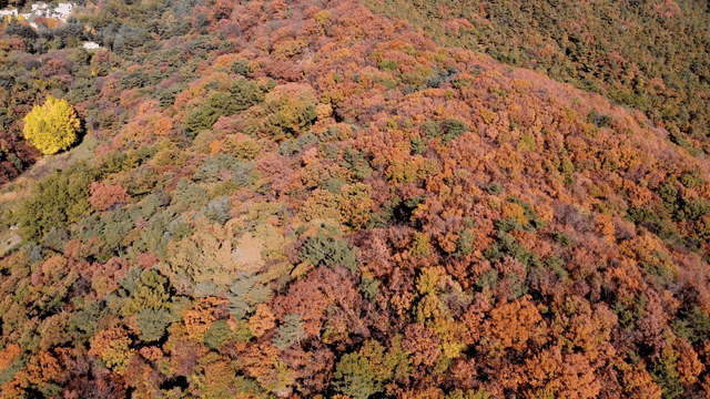 Aerial view of a colorful autumn forest