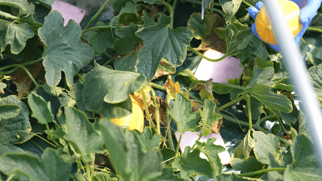 Person harvesting yellow Korean melons with scissors