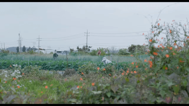 허수아비와 작물이 있는 평화로운 농장