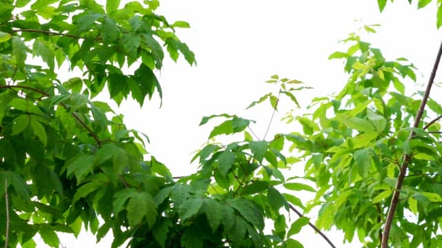 나뭇가지의 초록 잎