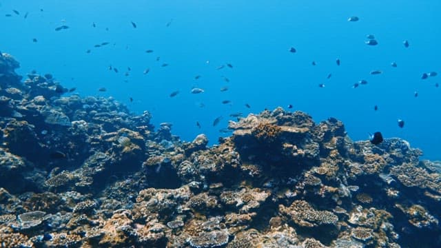 Fishs Swimming among Coral Reefs in the Blue Sea