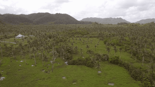 Lush green landscape with palm trees