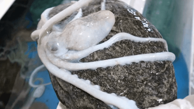 수조에서 다루어지는 낙지