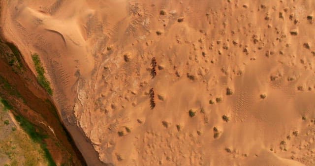 Caravan of camels crossing a vast desert