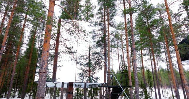 Snowy forest with a mirrored structure