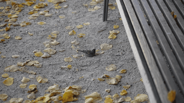 Small sparrow on ground with fallen leaves