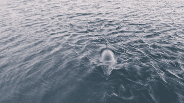 Dolphins swimming near water surface