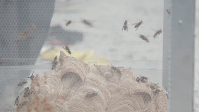 Large cage containing vespiary and wasps