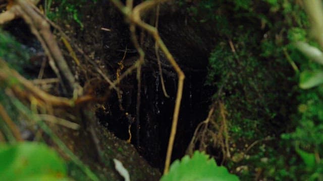 Water flowing from a small hole in a mossy forest