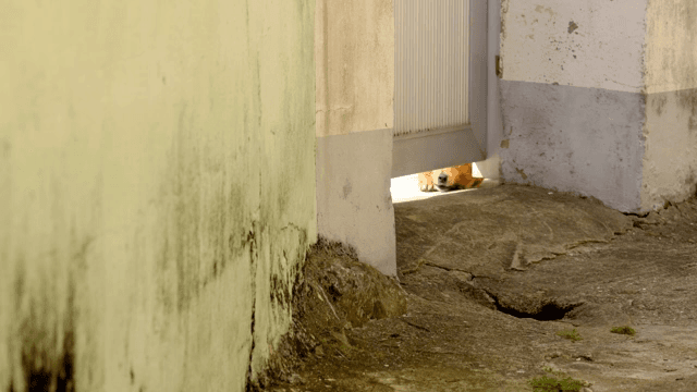 문 아래로 엿보는 개