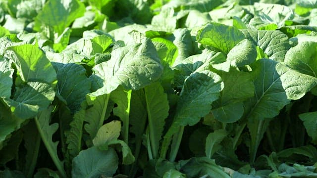 햇빛을 받고 있는 푸른 갓이 무성한 텃밭