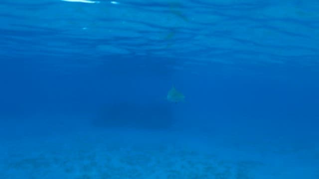 Shark Swimming Peacefully in Ocean