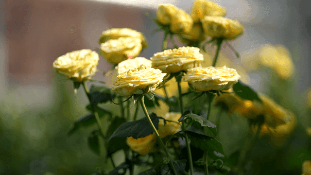 Yellow roses blooming in sunlight