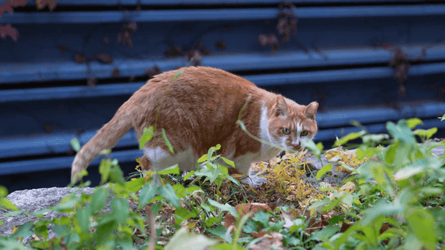 Cat exploring garden