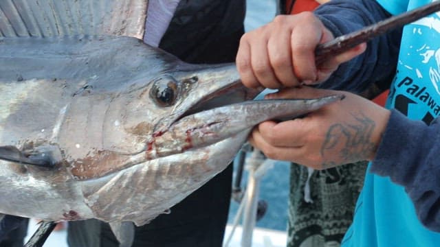 커다란 돛새치를 낚시로 잡은 사람들