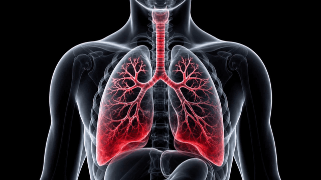 Detailed view of human lung highlighted in red
