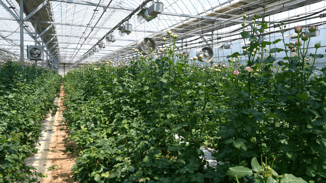 Rows of blooming flowers in a greenhouse
