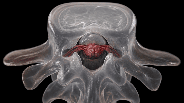Detailed view of a vertebra with nerves