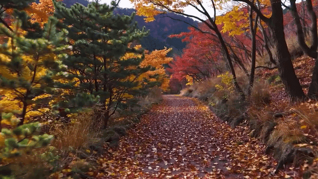 알록달록한 나무가 늘어선 가을의 고요한 숲길