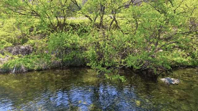 푸른 나무가 우거진 고요한 강