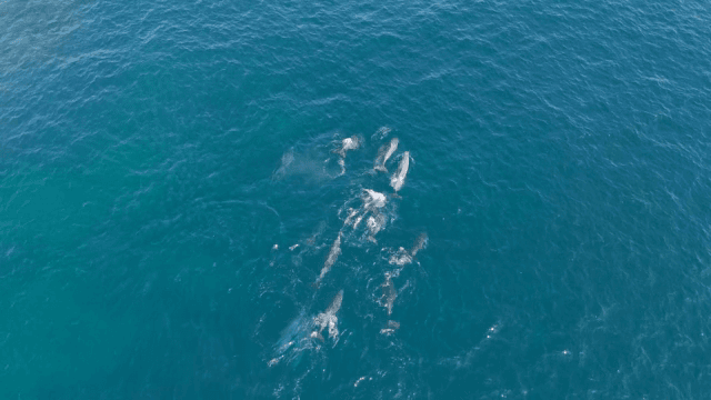 바다에서 헤엄치는 돌고래 무리
