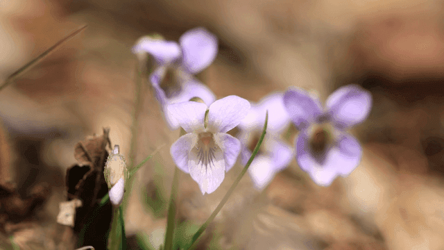 Purple flowers blooming in a garden