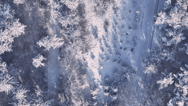 Snow-covered forest with a winding path