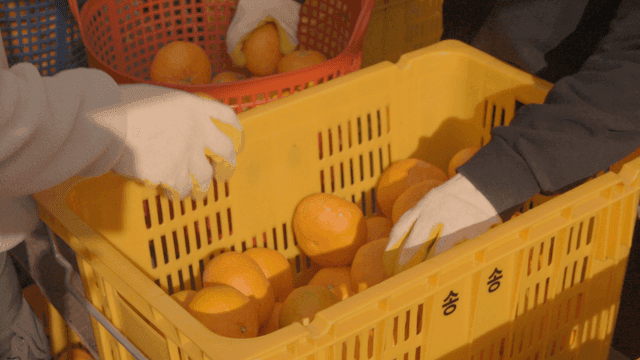 Person stacking tangerines in yellow container
