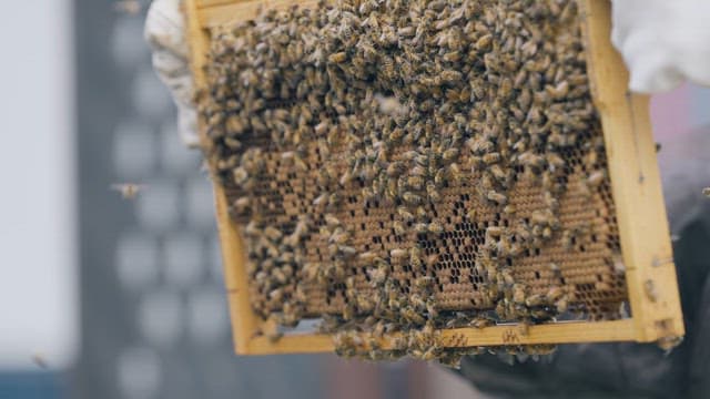 Beekeeper Inspecting Hive Full of Bees