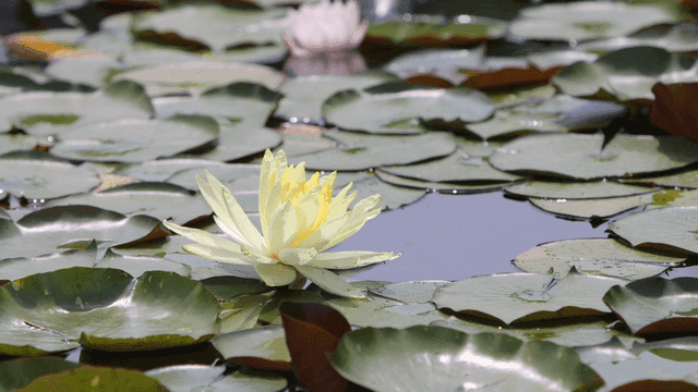 연꽃이 피어있는 고요한 연못