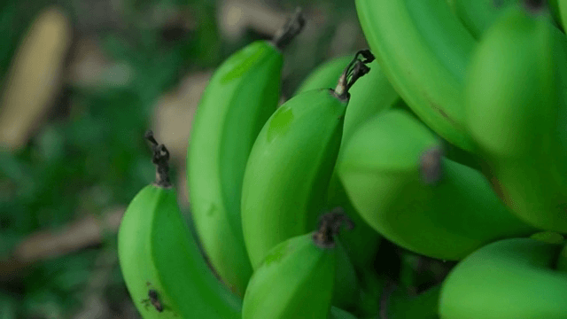 나무에 달린 플라타노 근접 촬영