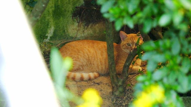 Cat resting under a bush