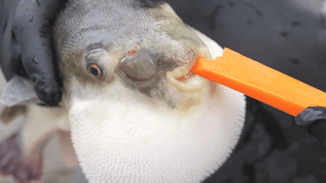 Pufferfish eating carrots.