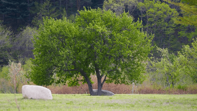 푸른 잎이 무성한 나무와 잔디밭