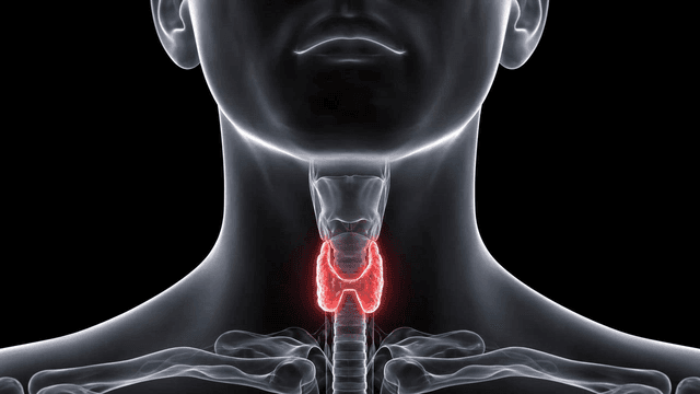 Anatomical view of the human thyroid gland