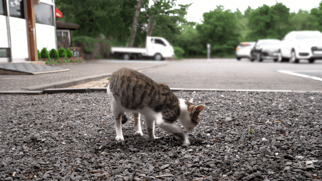 Kitten scooping gravel from parking lot with his hands