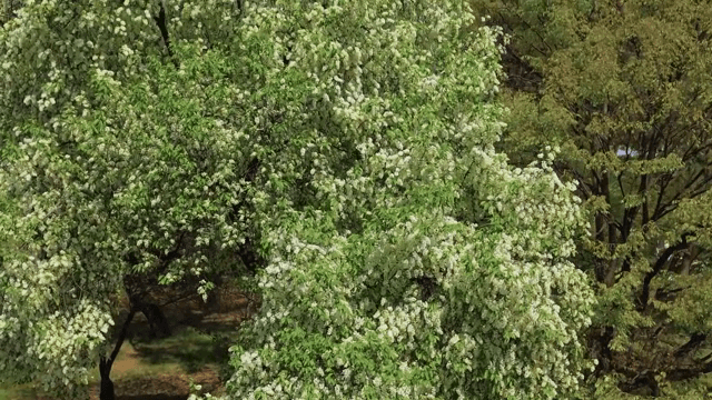 흰 꽃이 핀 푸른 나무들