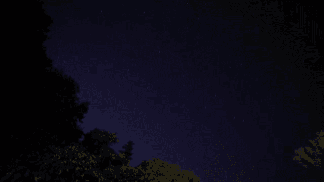 나무 실루엣과 별이 빛나는 밤하늘