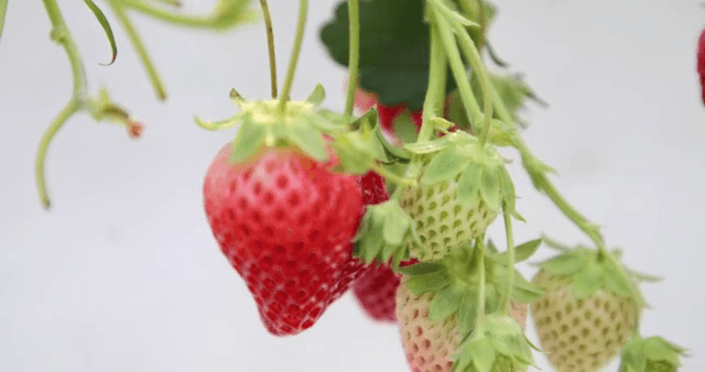 덩굴에 매달린 잘 익은 딸기