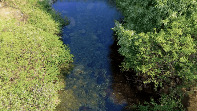 푸른 나무로 둘러싸인 맑은 시냇물