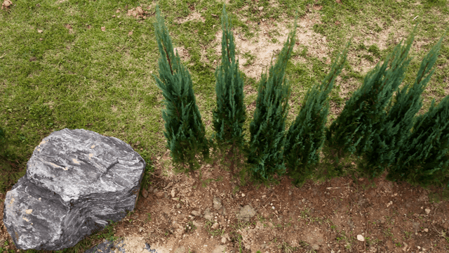 정원에 있는 작은 나무와 바위