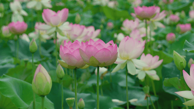 연못에서 피어나는 분홍 연꽃