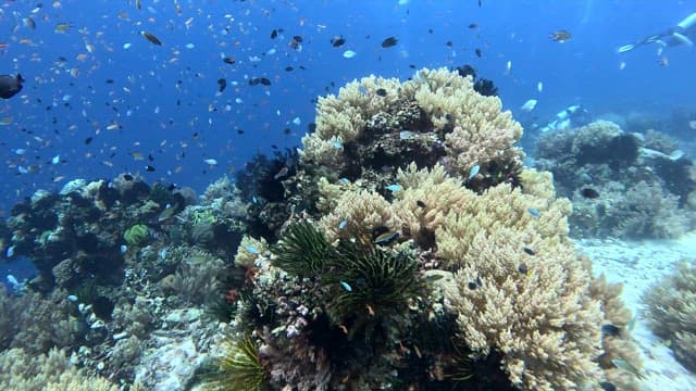 Colorful coral reef with diverse fish