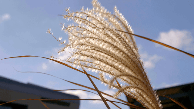 Close-up of pampas grass swaying in the wind