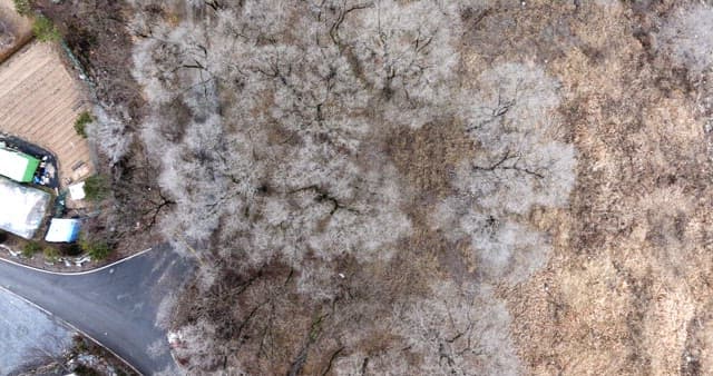 나뭇잎이 없는 겨울 나목으로 가득해 황량한 눈 덮인 숲