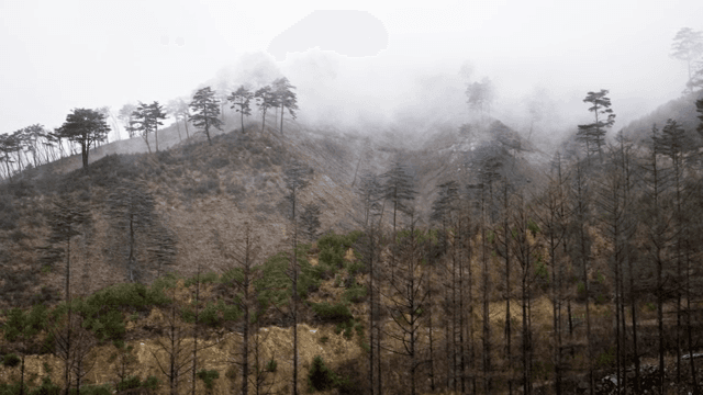 안개 낀 산과 나무 풍경